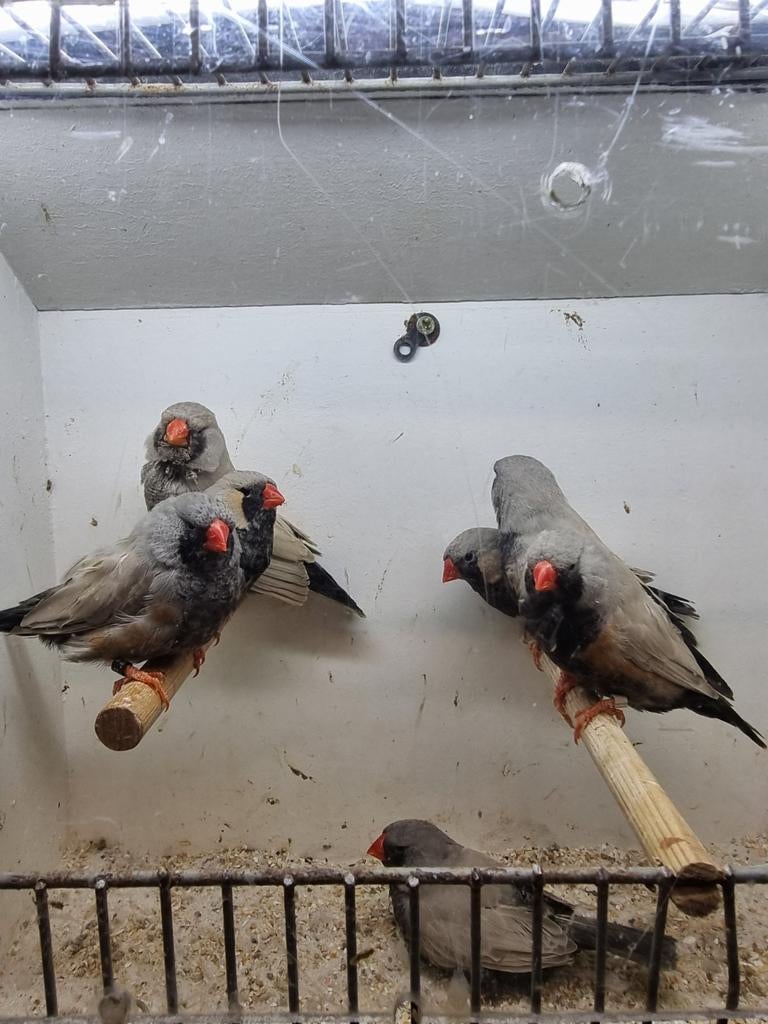 Te koop mannen Charcoal Bleekrug, Mannelijk