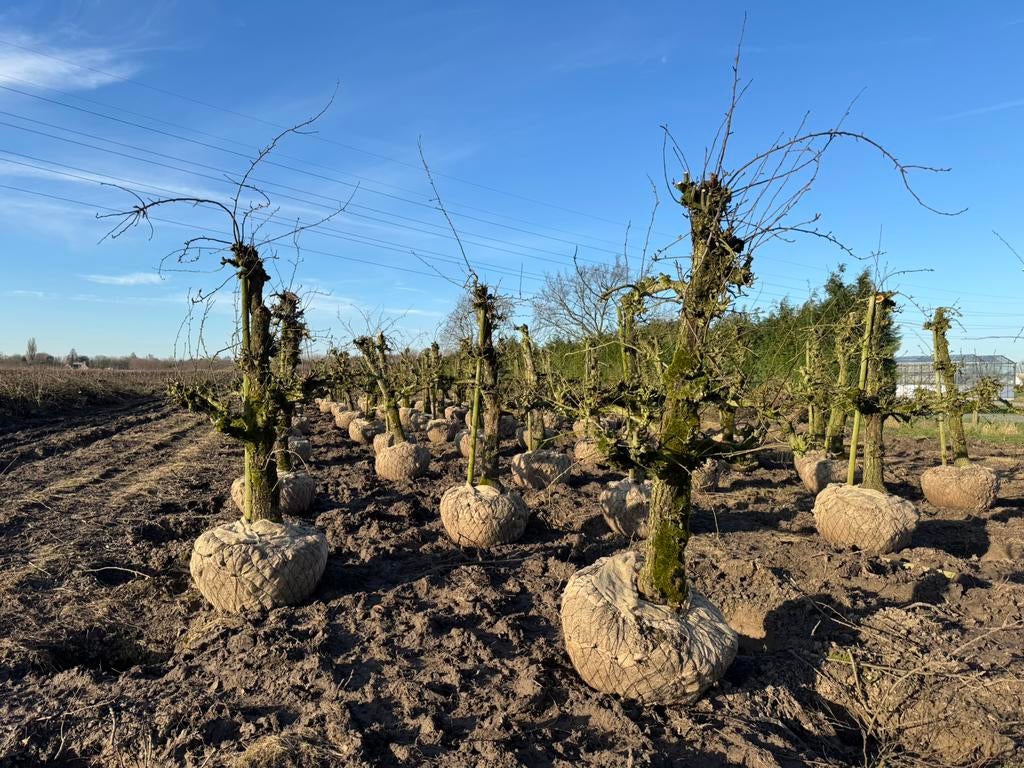 Nog 2 weken oude Conference perenbomen te koop!, Ophalen, Lente, 250 tot 400 cm, Halfschaduw