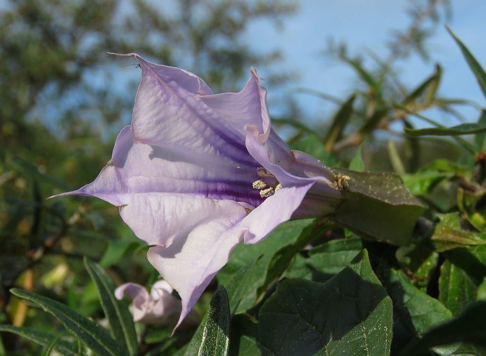 Datura zaden, Ophalen of Verzenden, Volle zon