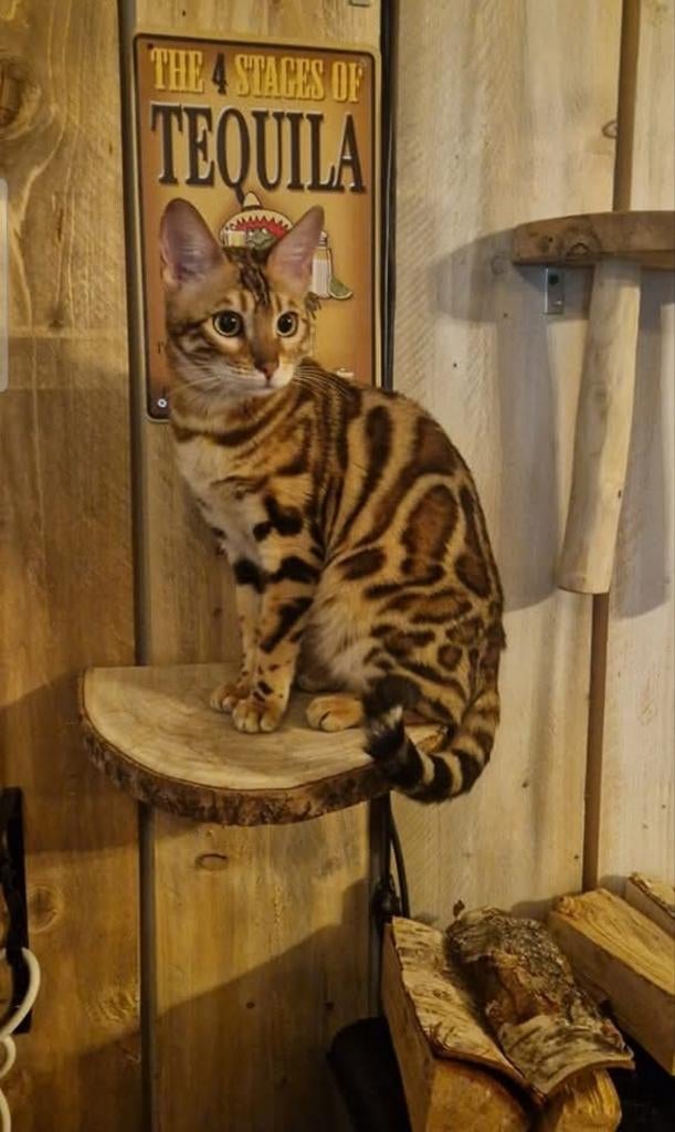 Bengaal Black Brown tabby rozetted katertjes stamboom, Dieren en Toebehoren, Kater, Met stamboom, 0 tot 2 jaar