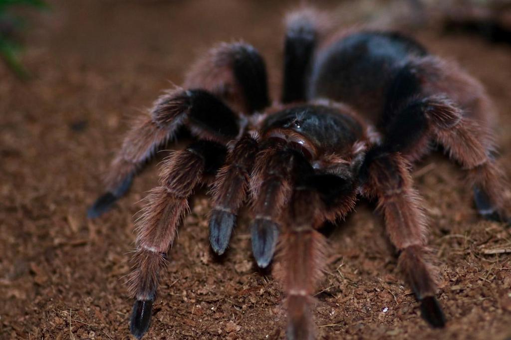 Brachypelma klaasii, Spin of Schorpioen