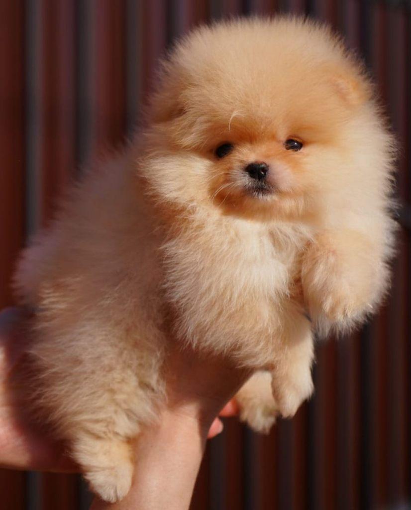 Elite Mini Bearface Teefje Pomeriaan/Pomeranian, Dieren en Toebehoren, Keeshond, 8 tot 15 weken, Buitenland, Teef