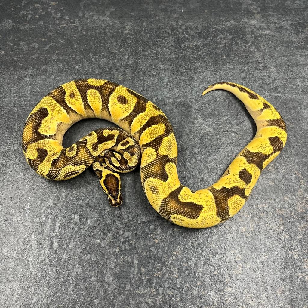 1.0 Enchi OD YB 100% dh DG Clown, Ball Python, Koningspython Ball Python - male for sale from Tom