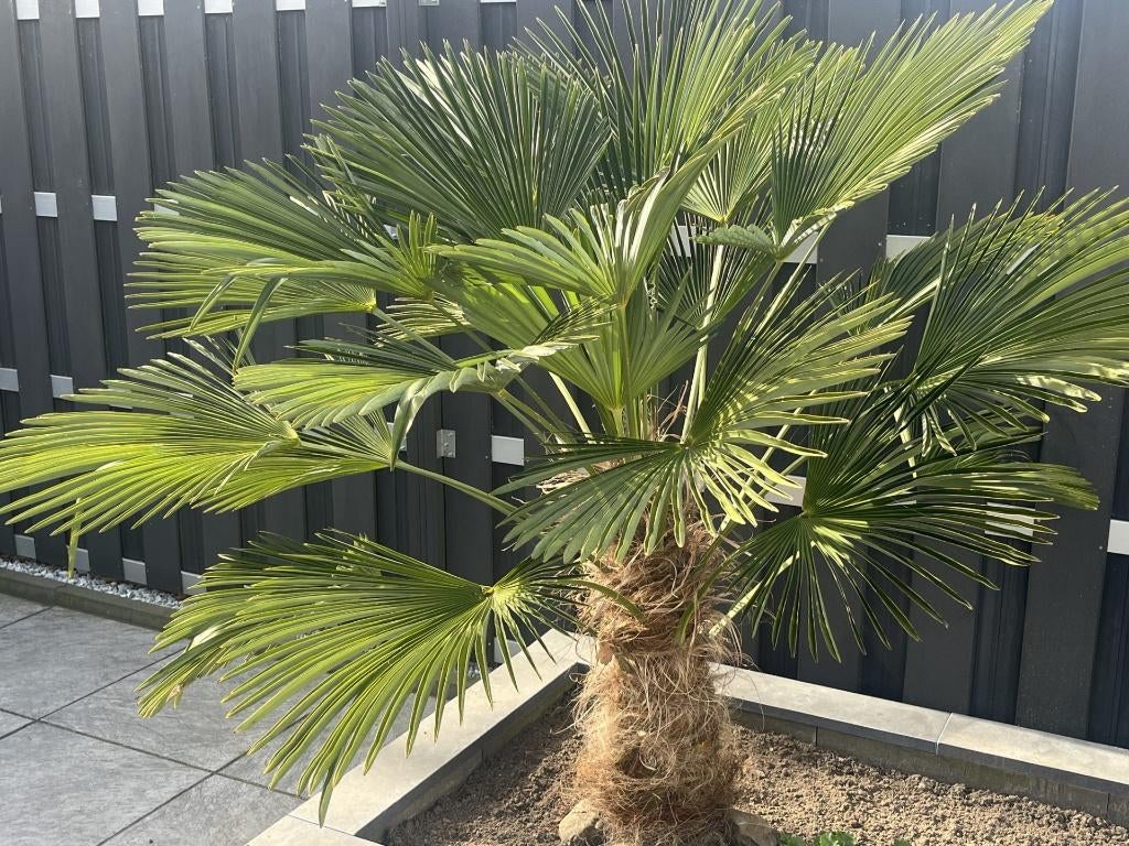 Palmbomen, 100 tot 250 cm, Zomer, Palmboom, Ophalen