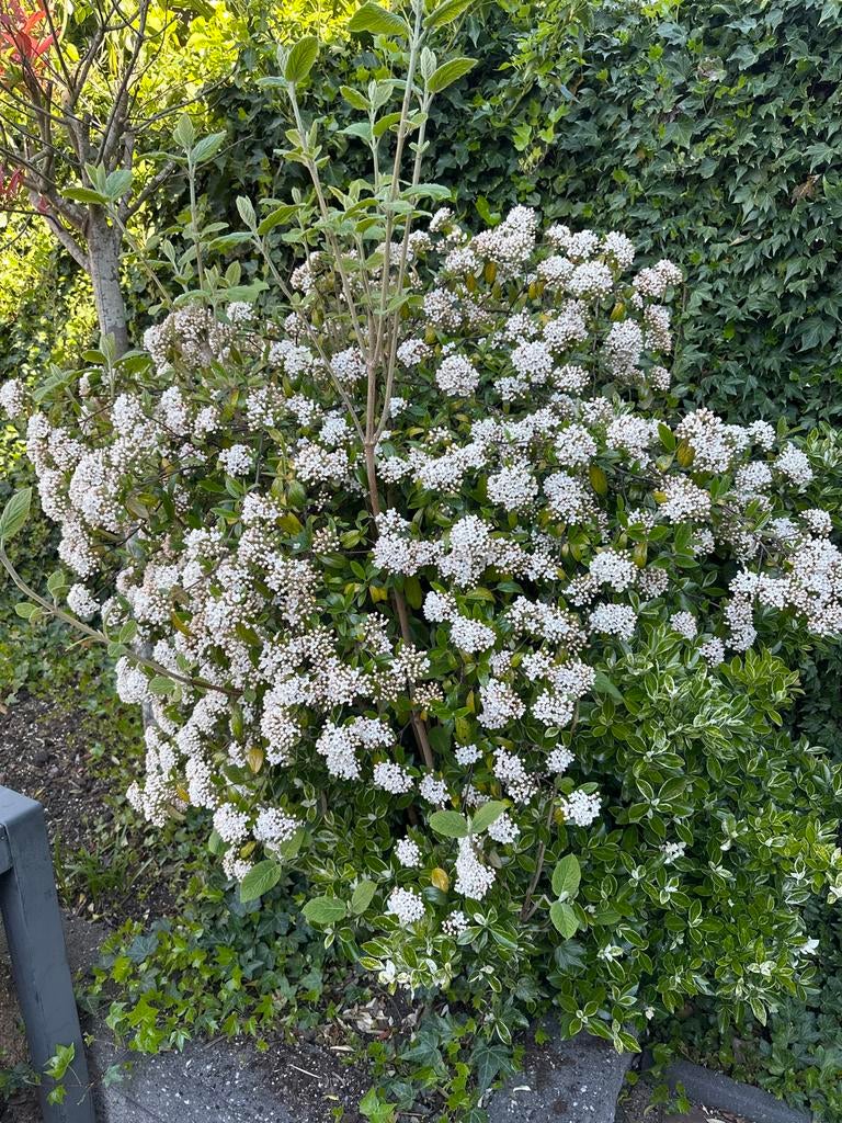 Sneeuwbal (Viburnum) - Prachtige bloeiende struik, Tuin en Terras, Planten | Tuinplanten, Vaste plant, Halfschaduw, Lente, Ophalen