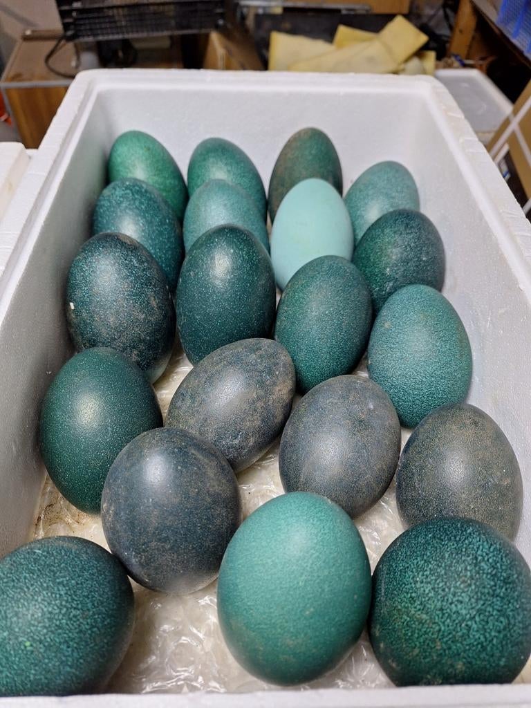 Struisvogel ei, nandoe ei,emoe ei. Leeg ., Ophalen of Verzenden