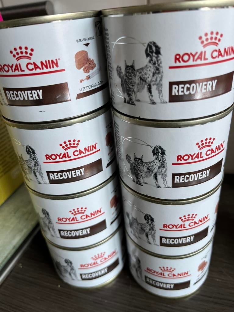 Royal canin recovery mousse 8x, Ophalen, Kat