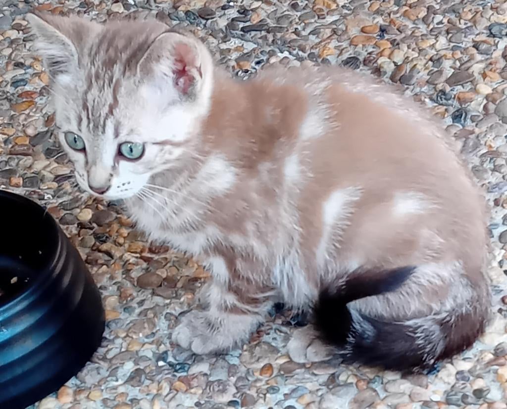 Mooie kittens  tekoop Rodoll-misx-Begaal, Meerdere dieren, Kortharig, 0 tot 2 jaar