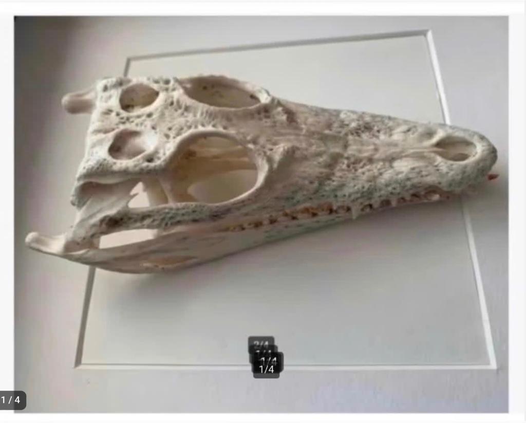 Siamese.ese krokodil schedel in lijst cites aanwezig, Verzamelen, Dierenverzamelingen, Ophalen of Verzenden, Nieuw, Reptiel of Amfibie