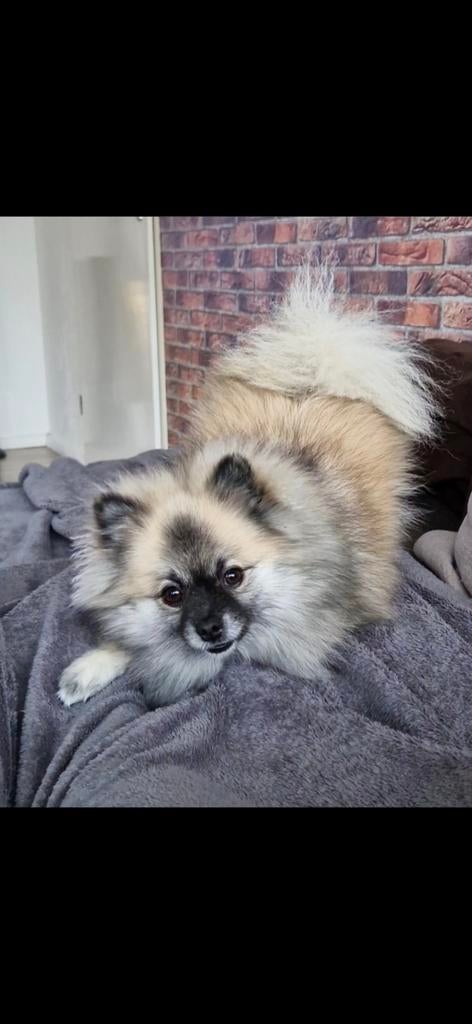 Oppas gezocht hondje, Ophalen of Verzenden