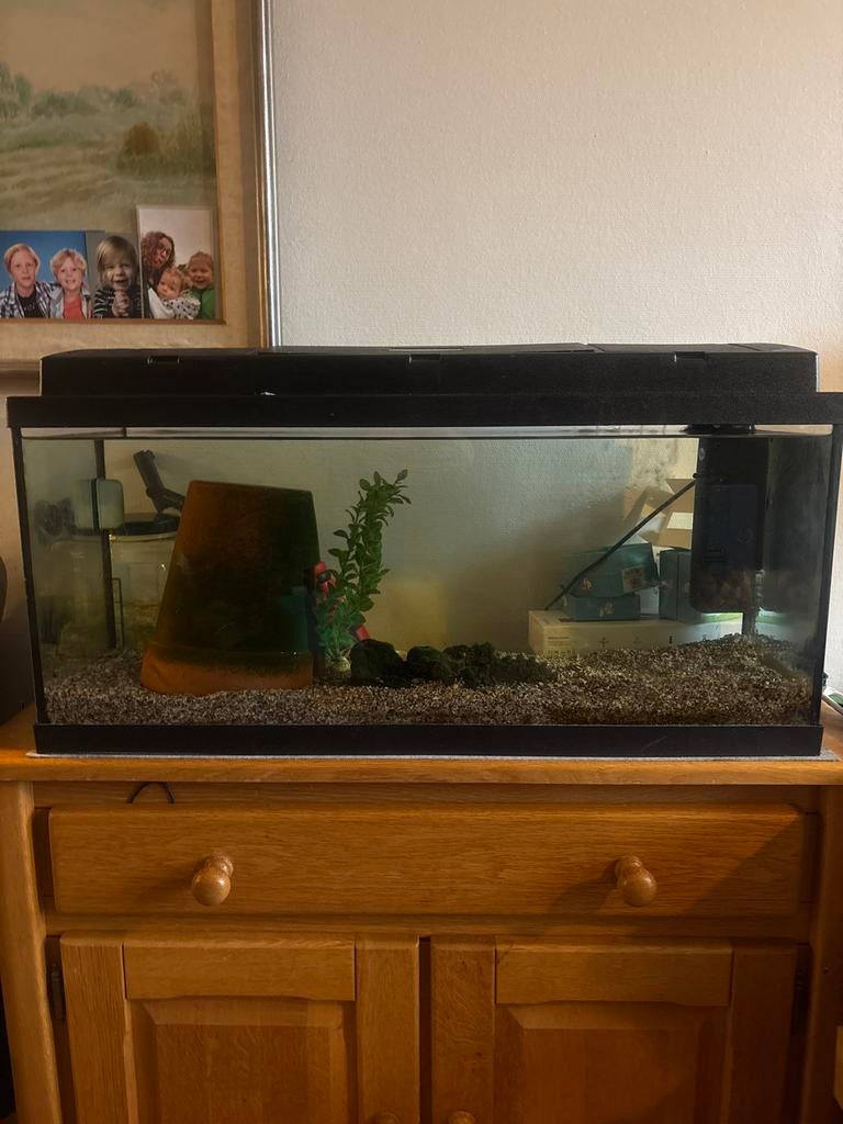 Gratis Vis Aquarium, Dieren en Toebehoren, Vissen | Aquaria en Toebehoren, Ophalen, Gebruikt, Overige merken, Gevuld zoetwateraquarium