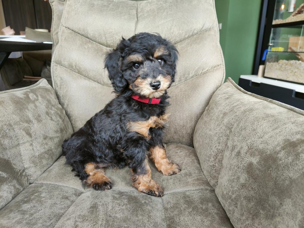 Kleine medium Black and Tan labradoodle F4b pups, Dieren en Toebehoren, Overige rassen, 8 tot 15 weken, Meerdere dieren, Eén hond