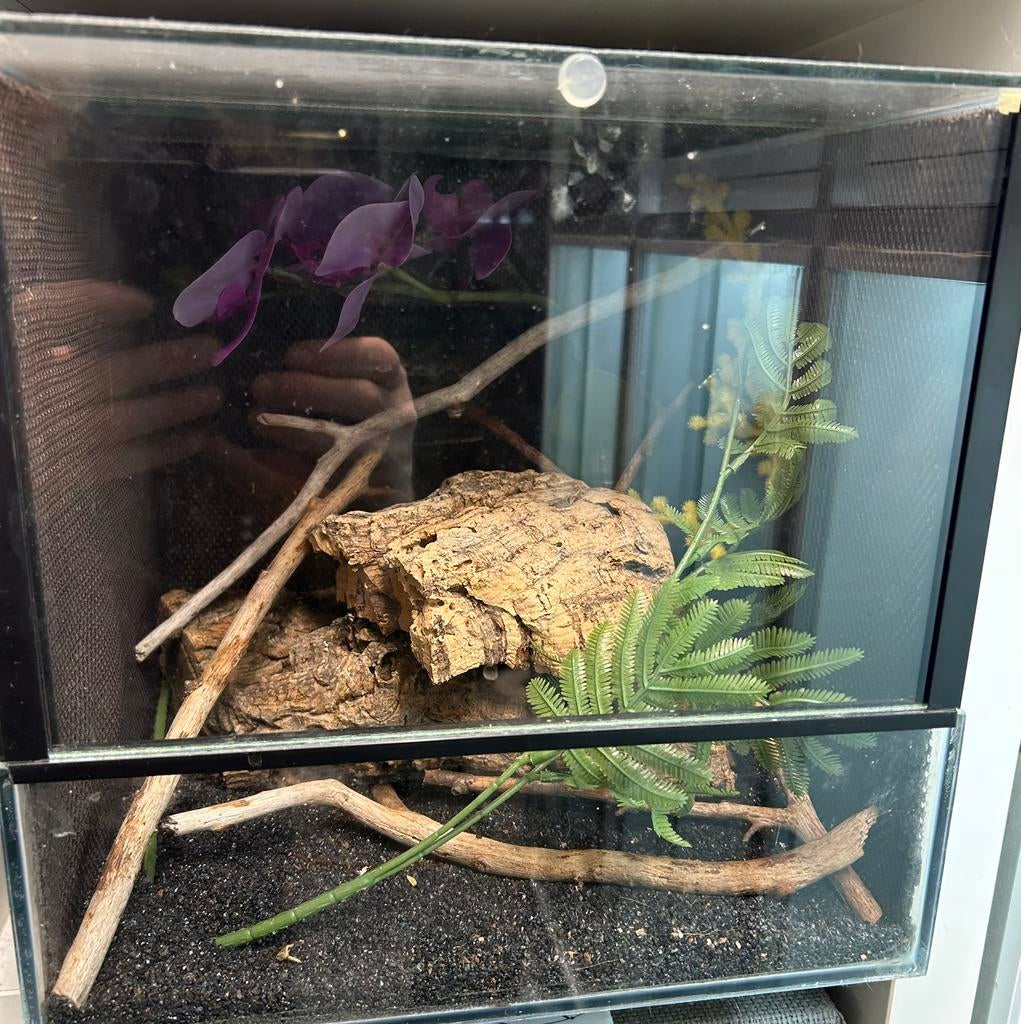 Terrarium 30x30x30 spinnen terrarium, Ophalen of Verzenden, Zo goed als nieuw