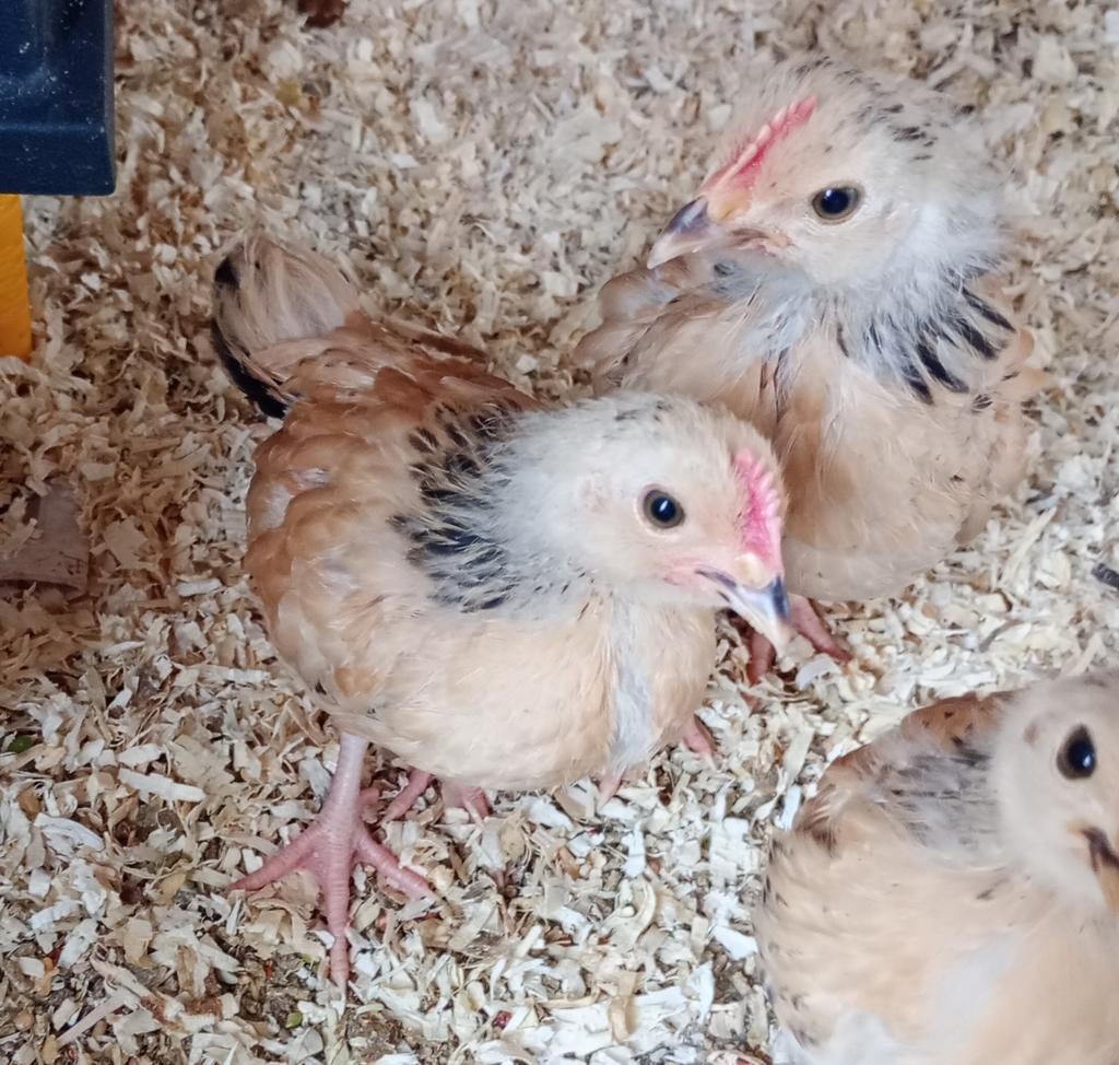 1x mooie jonge Sussex buff columbia haan, Mannelijk, Kip