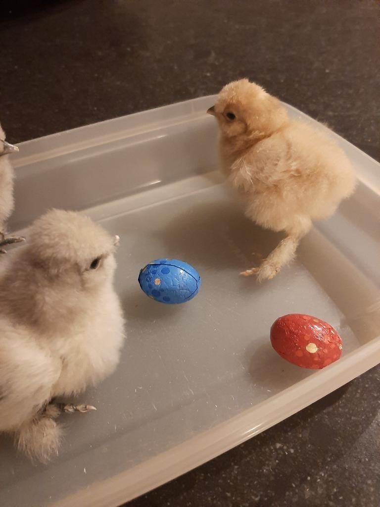 kuikens paaskuikentje USA zijdehoender wyandotte groot, Geslacht onbekend, Kip