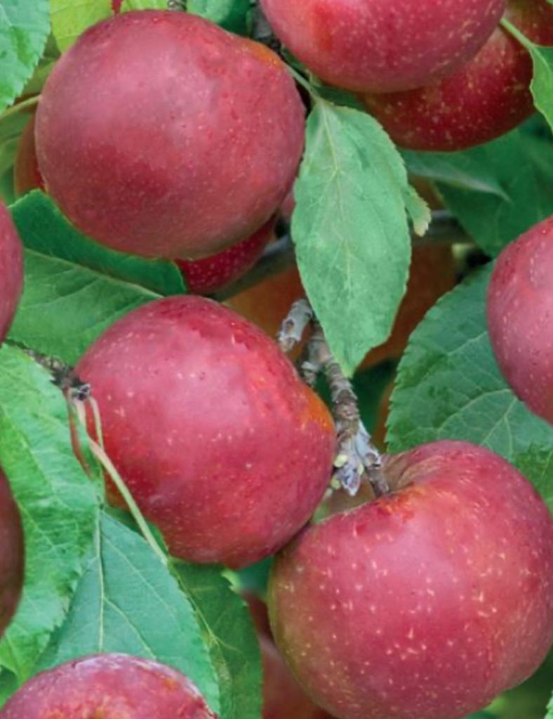 Fruit leibomen voor fruit uit eigen tuin, Tuin en Terras, Planten | Bomen, Ophalen of Verzenden, Lente, Volle zon, Overige soorten