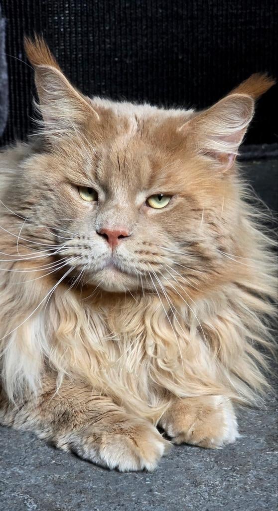 Maine Coon dekkater met stamboom, 0 tot 2 jaar