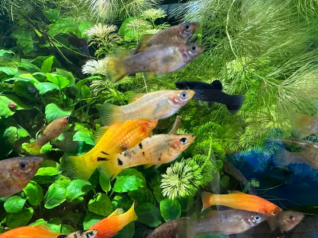 Leuke kleur mix mollies, Dieren en Toebehoren, Vissen | Aquariumvissen, Vis
