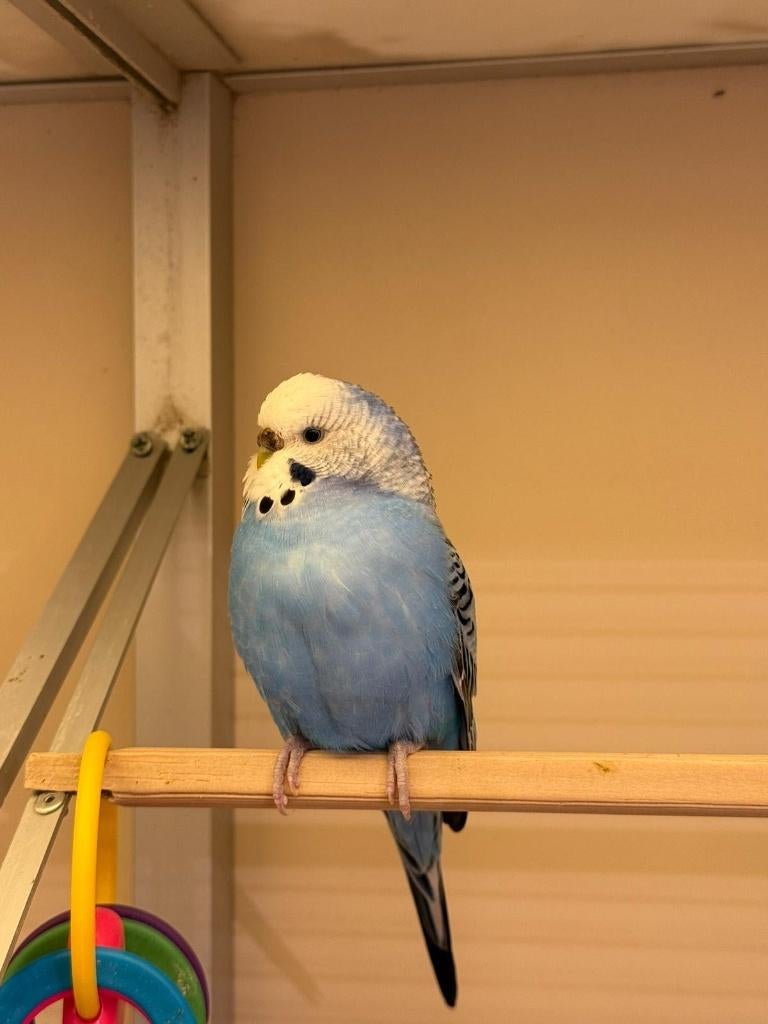 Te koop grasparkieten poppen vrouwen 2025, Vrouwelijk, Parkiet, Geringd