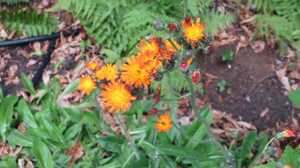 Oranje havikskruid Pilosella aurantiaca vaste plant, Overige soorten, Vaste plant, Ophalen of Verzenden, Halfschaduw