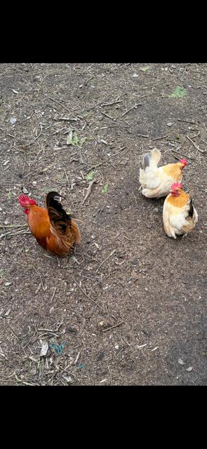 chabo's, Dieren en Toebehoren, Meerdere dieren, Kip