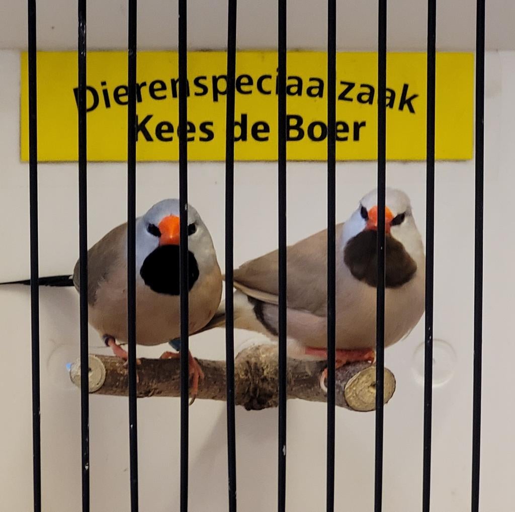 Koppeltje spitsstaart amadines, Dieren en Toebehoren, Meerdere dieren