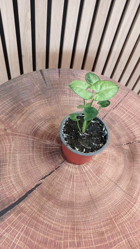 Leuk Kamerplantje, Huis en Inrichting, Kamerplanten, Minder dan 100 cm, Halfschaduw, Ophalen