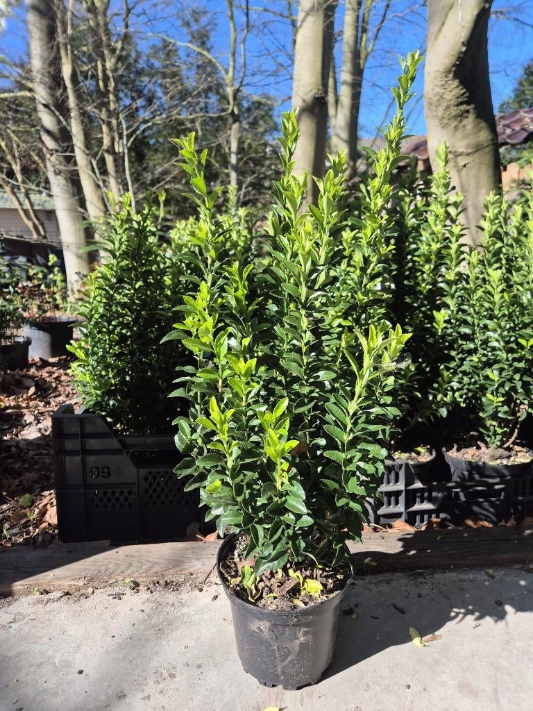 Euonymus japonicus 'Green Spire' groenblijvende haagplant, Tuin en Terras, Planten | Struiken en Hagen, Ophalen of Verzenden, Overige soorten