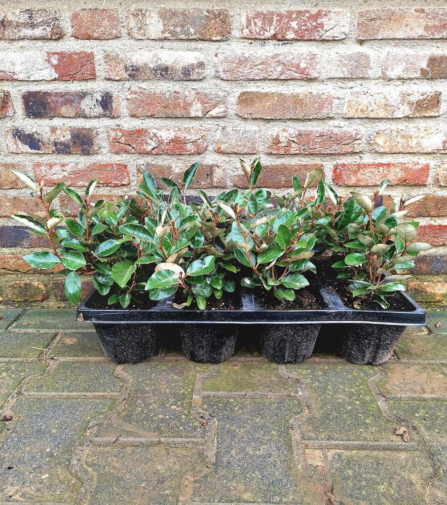 Elaeagnus ebbingei 'Compacta' (Olijfwilg) 🌿🌳, Ophalen, Overige soorten