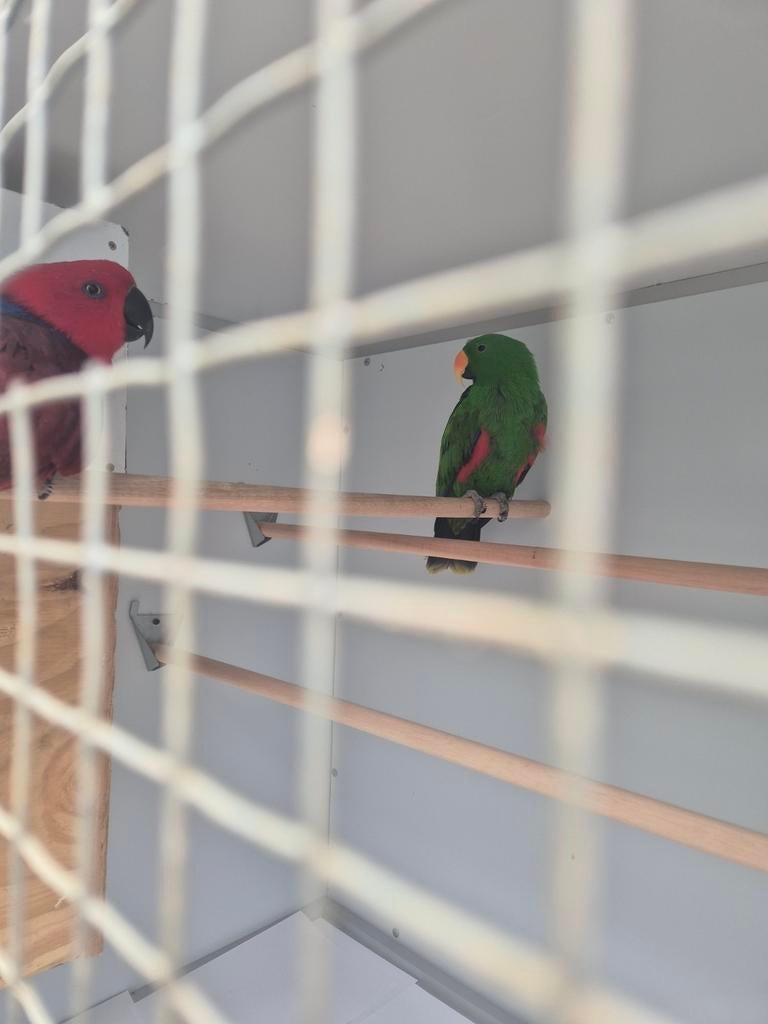 Mooi koppeltje edelpapegaaien!, Dieren en Toebehoren, Vogels | Parkieten en Papegaaien, Meerdere dieren, Papegaai, Pratend