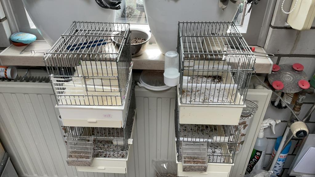 Te koop baby kooi div stuks, Ophalen of Verzenden, Zo goed als nieuw, Hout, Vogelkooi