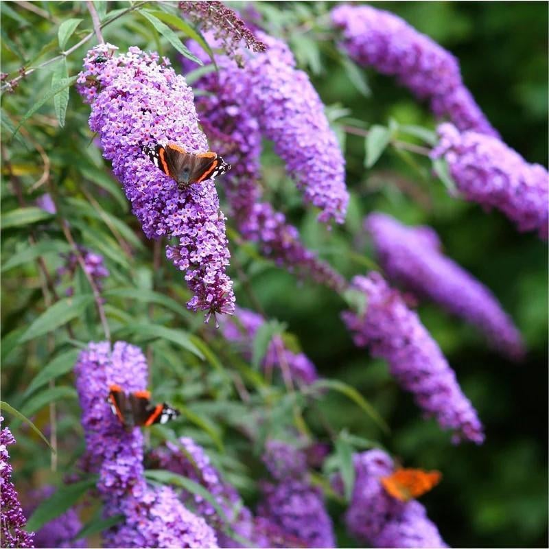 Vlinderstruik, Buddleja davidii, Overige soorten, Volle zon, Vaste plant, Ophalen of Verzenden