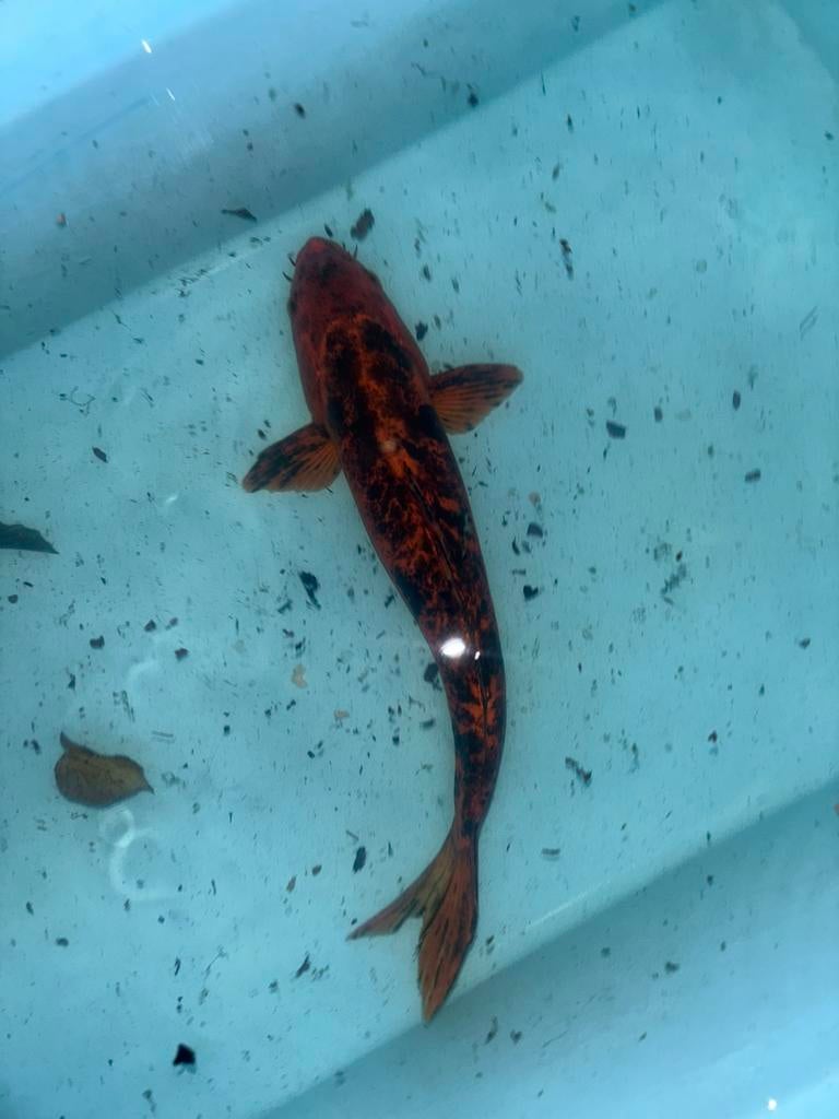 Koikarper doitsu hi utsuri japanse koi vis vissen vijver, Karper of Koi