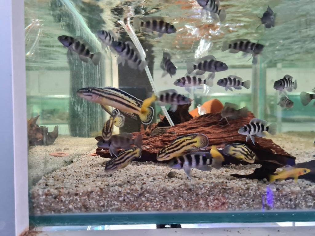 Julidochromis Regani Kipili Tanganyika Cichliden, Vis, Zoetwatervis