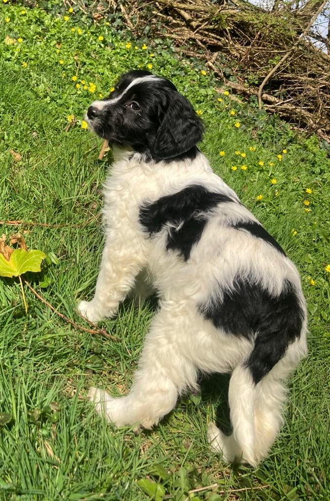 Bijzondere pups: schapendoes x goldenretriever x stabij, 8 tot 15 weken, Parvo, Meerdere, Meerdere dieren