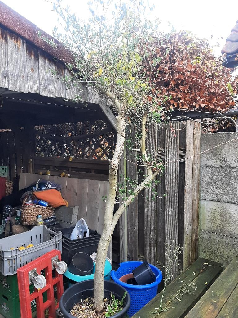 Olijfboom pom-pon vorm, Bloeit niet, 100 tot 250 cm, Olijfboom, Ophalen