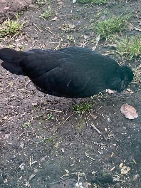 watermaalse baardkriel hennen + 1 zonder kuif, Dieren en Toebehoren, Vrouwelijk, Kip