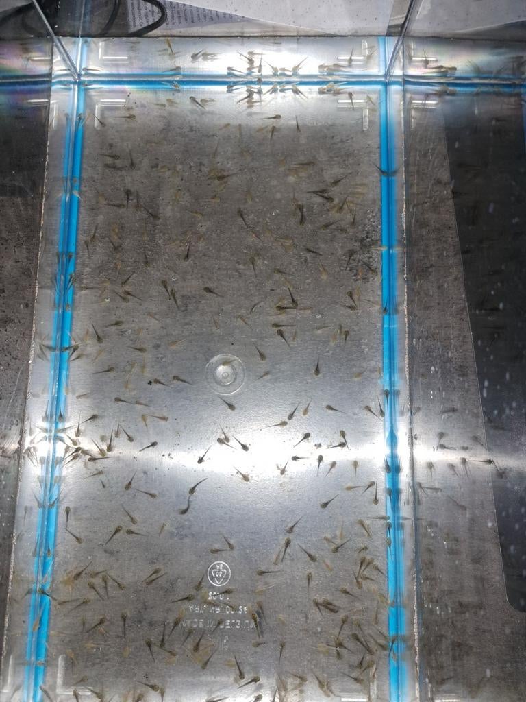 Baby Axolotls diverse kleuren(aanmelden), Dieren en Toebehoren, Reptielen en Amfibieën, Amfibie, 0 tot 2 jaar