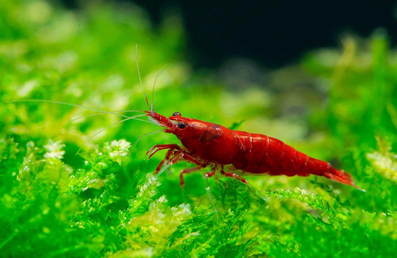 Bloody mary shrimp Neocaridina davidi, Kreeft, Krab of Garnaal, Zoetwatervis, Schoolvis
