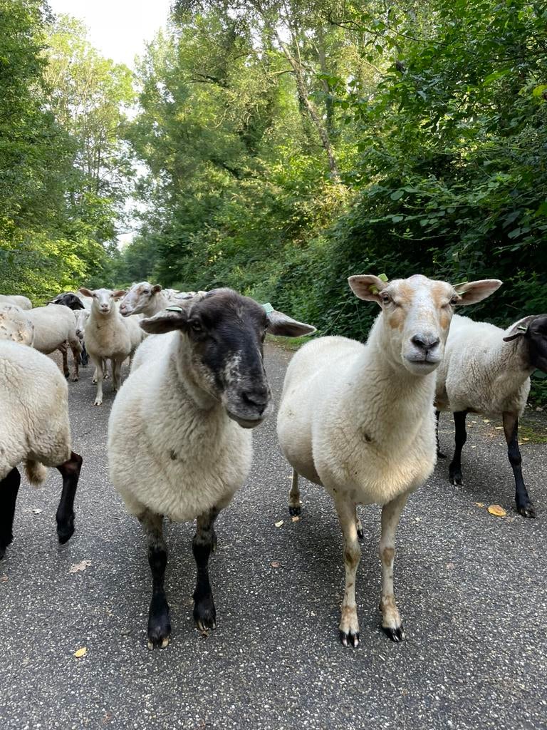 Schapen Scheren, Ophalen