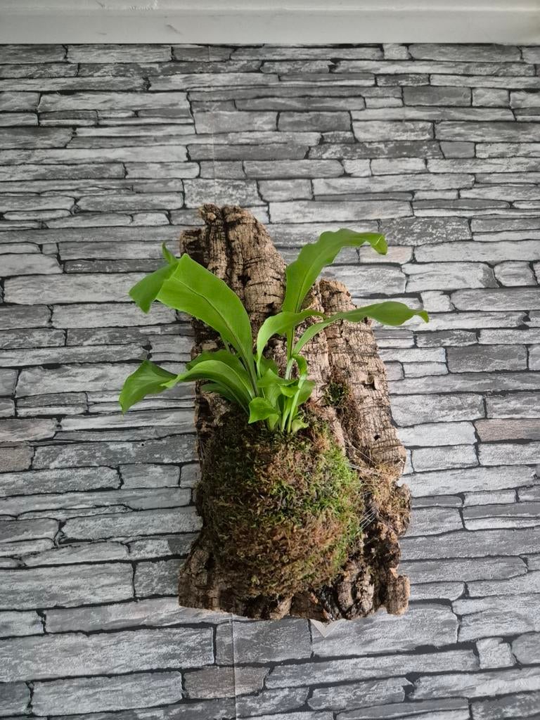 Nestvaren op kurk, Overige soorten, Minder dan 100 cm, Groene kamerplant, Halfschaduw