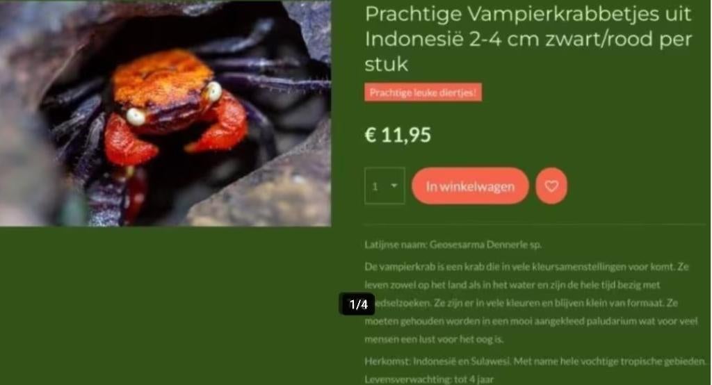 Prachtige Red Devil, Violet Vampire krabbetjes, Kreeft, Krab of Garnaal