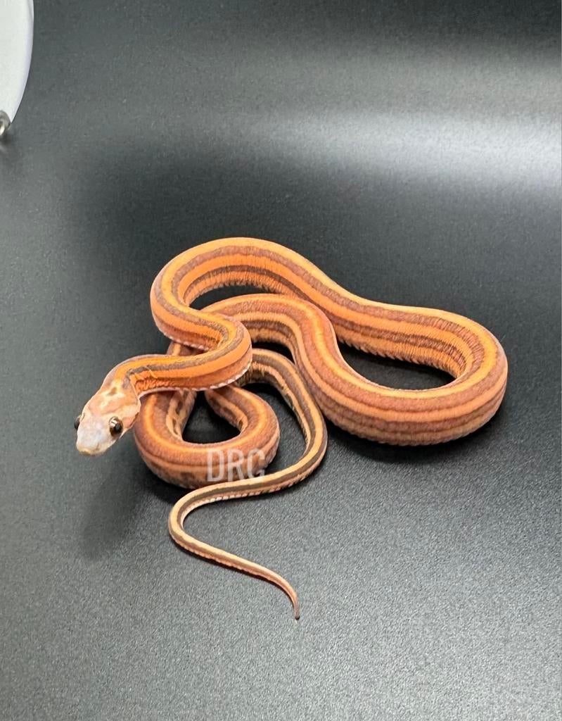 Rattenslang Scaleless - (Tessera) Amel/Anery en Snow, Dieren en Toebehoren, Reptielen en Amfibieën, Slang, 0 tot 2 jaar
