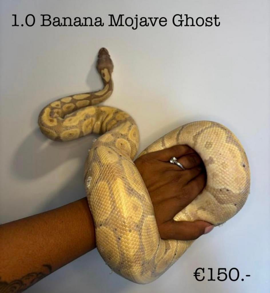 1.0 Banana Mojave Ghost 2022, Slang, 0 tot 2 jaar
