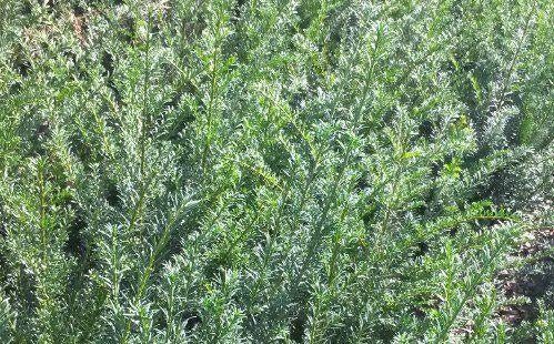 taxushaag taxus baccata eigen kwekerij, Ophalen of Verzenden, Taxus, Haag, Minder dan 100 cm