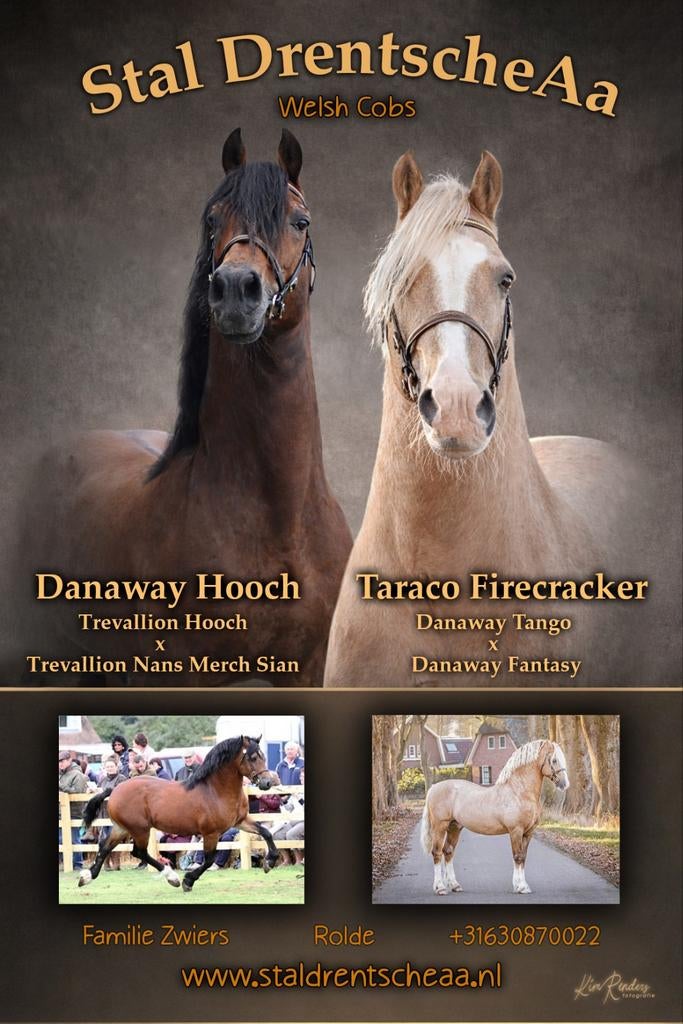 Ter dekking welsh cob Hengsten, Hengst