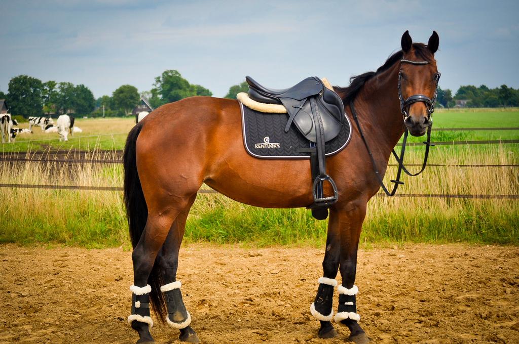 4-jarige (wordt 5) allround merrie met topafstamming