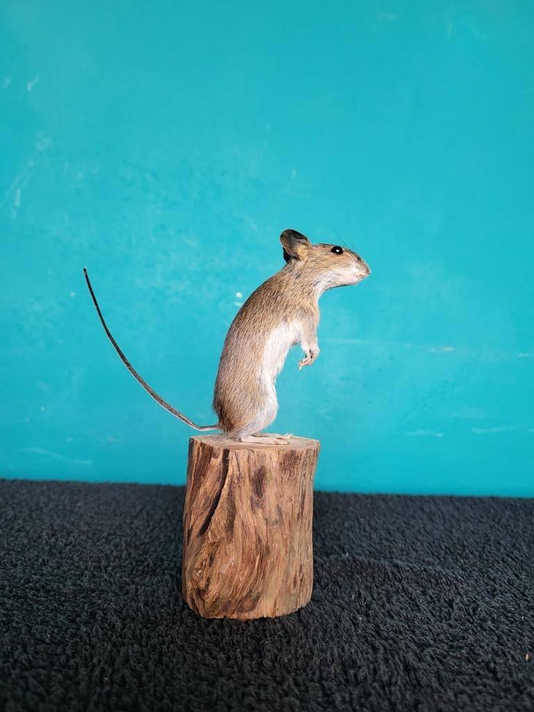 Een prachtige opgezette muisje!Nr 1, Verzamelen, Dierenverzamelingen, Ophalen of Verzenden, Nieuw, Overige soorten, Opgezet dier