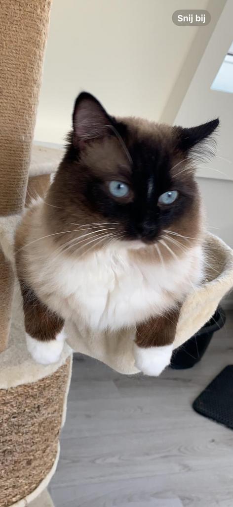 Ragdoll DNA GETEST(dekkater)NIET TE KOOP, Dieren en Toebehoren