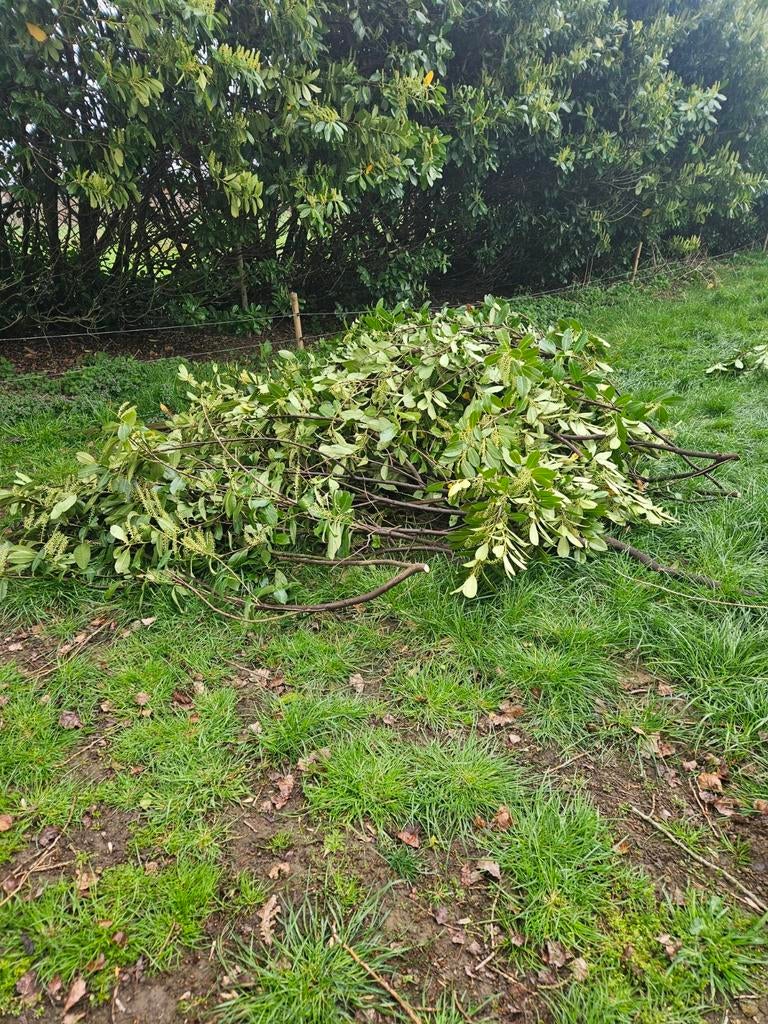 Snoeiafval Laurier, Tuin en Terras, Ophalen, Laurier, 100 tot 250 cm